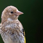 Juvenile Goldfinch