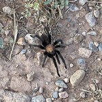 Tarantula