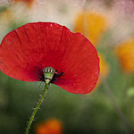 mon p'tit &eacute;ventail