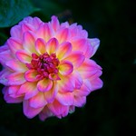 Pink Dahlia Glow