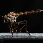 The Garden Assassin!