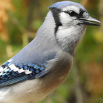 Blue jay