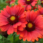 Showy Blanket Flowers