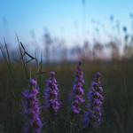 Liatris [explored &deg;187]