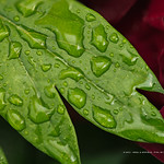 Rainy day peony-1