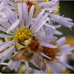 Bourdon roux et aster.