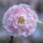 Camellia flower