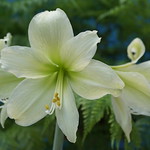 (rare) Hippeastrum hybridum 'Marie Louise' or 'Lemon Lime' at home.
