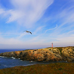 The Seagull & the lighthouse
