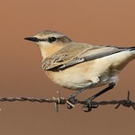 Chasco-cinzento | Northern Wheatear (Oenanthe oenanthe)