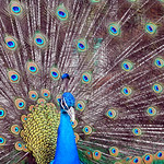 A Peacock's Magnificent Plumage