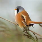 Bearded Tit/Reedling