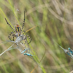 La despensa llena / The pantry full