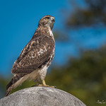 10/23/2021 - Red-tailed Hawk