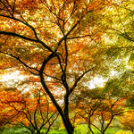 Fifty Shades of Gold.