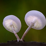 A pair of porcelain fungi