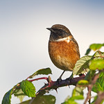 Mr Stonechat