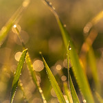 morning dew - diamonts of Mother Nature