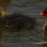 Young Coots in a lake