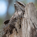 Tawny Frogmouth