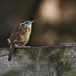 Carolina Wren_WEB_2U6A5174