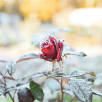 Frozen rose