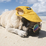 Pug beach life