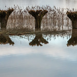 From the series: "Tree Time"