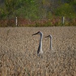Sandhill Cranes