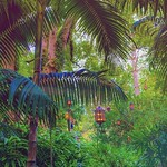 Lanterns in the Jungle