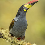 grey-breasted mountain toucan (Andigena hypoglauca)
