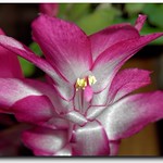 Christmas Cacti..............