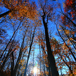 Shimmering November Morning