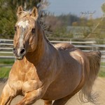 Colonel's Golden Magic