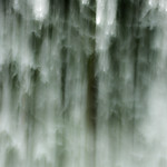 Snow dances on spruce branches.