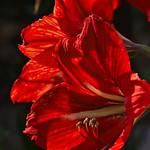 Amaryllis