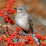 Northern Mockingbird