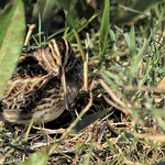 Jack Snipe (Lymnocryptes minimus)