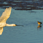 Löffler, eurasian spoonbill