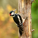 Great Spotted Woodpecker ♂ Dendrocopos major