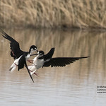 Black-necked Stilt interaction