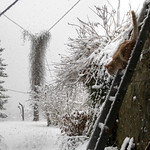 ❅ Did You Say Supper? ❅