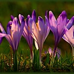 Crocus albiflorus - violette