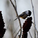 2021-12 Black-Capped Chickadee at G. Ross Lord Park, Toronto (19)