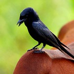 a drongo's free ride...