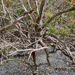 Walking on the beach