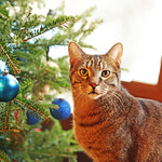 Rocket Saves Christmas From the StormTrooper Attack