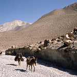 Caravane de mules