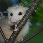 (()) Passive Postured Possum (())