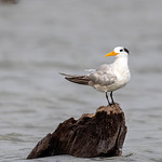 Sterne royale - Thalasseus maximus - Royal Tern